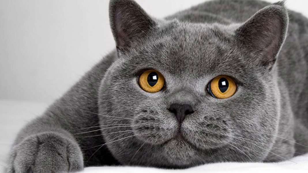 blue British shorthair