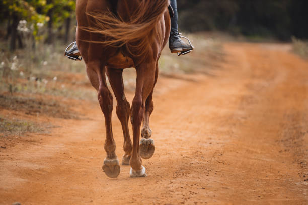 Horseshoes: What Exactly Are Their Purpose?