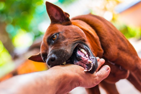 How Can You Prevent Dog Attack Injury?