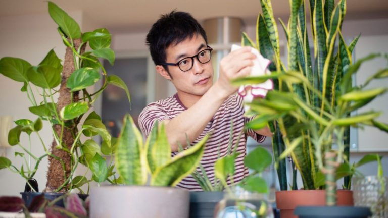 House Plants: Your Source of Efficiency and Productivity