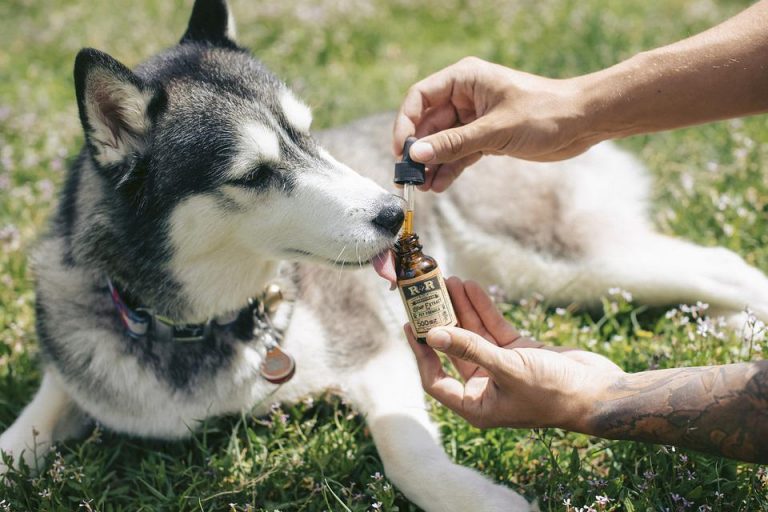 Giving CBD Oil to Pets- All You Need to Know