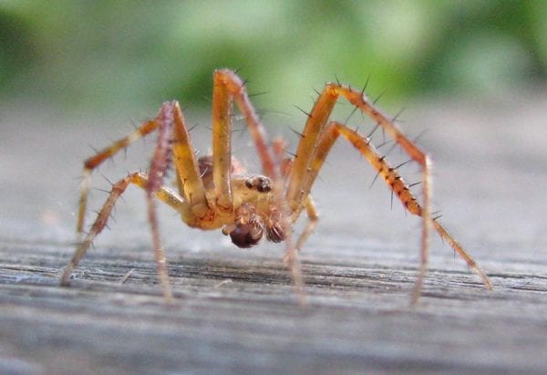 What Are The Effective Ways For Spider Control?