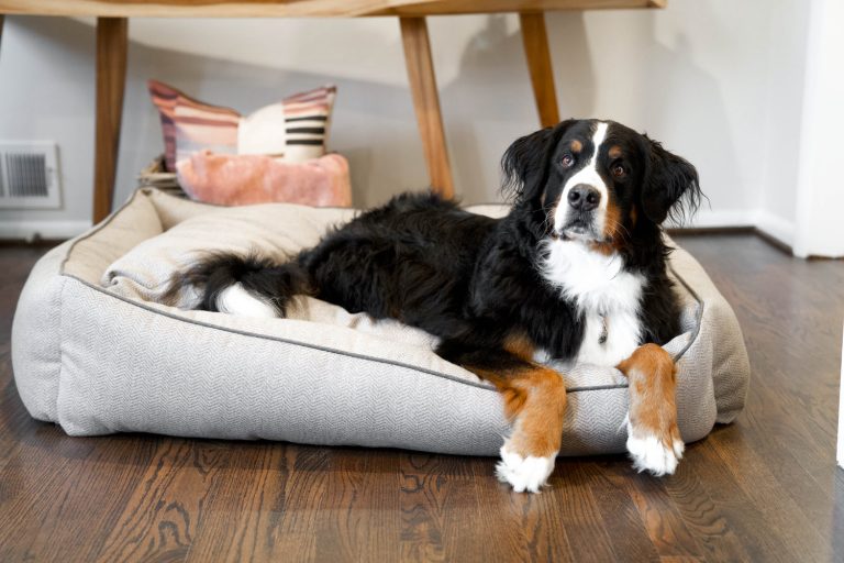 A Handy Guide on The Types of Dog Beds